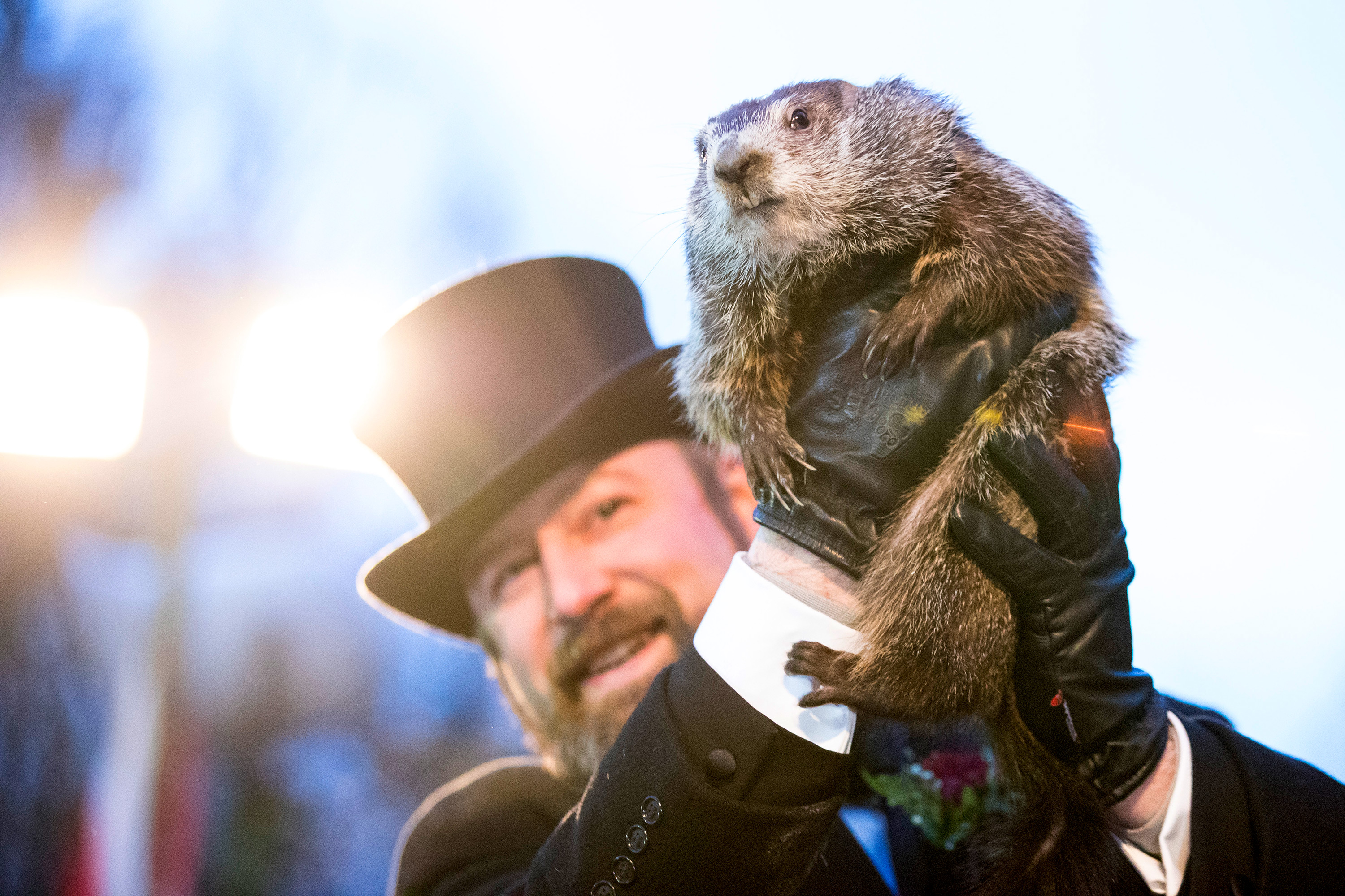 День сурка фила. Punxsutawney Phil. Панксатонский Фил сурок. День сурка (Groundhog Day). Сурок Фил из Пенсильвании.