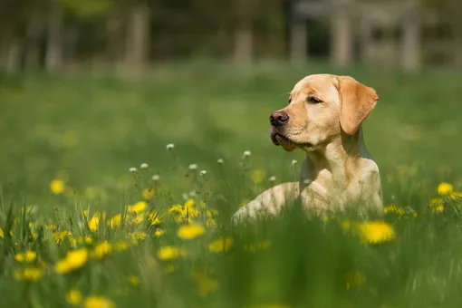 Сезон аллергии у собак стартовал: как защитить питомца от неприятных симптомов