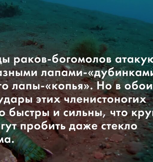 Нажми и смотри