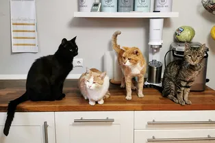 Кошачий плен: десятки кошек заперты в квартире с неадекватным хозяином