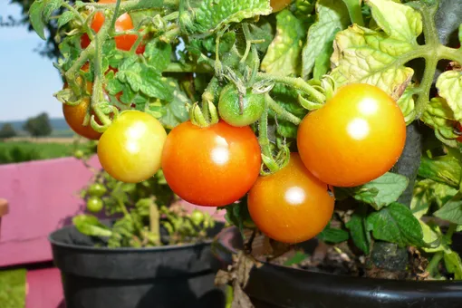 Как вырастить дома помидоры: а вы знали, что это очень просто?