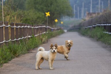 Жук-олень, белый лев и еще 6 чрезвычайно дорогих домашних животных