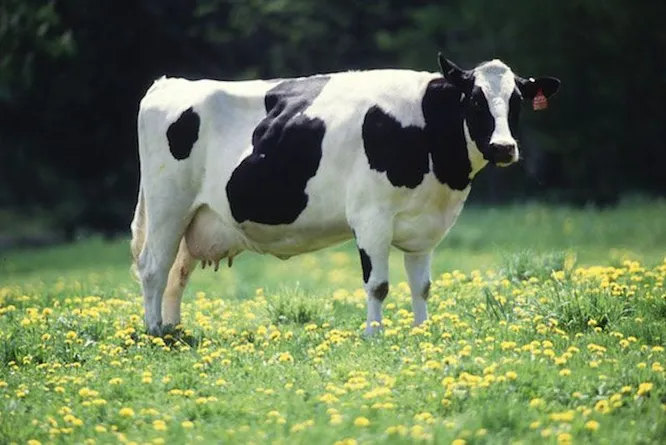 Исчезнут молочные продукты. Вы когда-нибудь задумывались, чем питаются молочные коровы? Их диета состоит не только из простой травы. Коровам требуется люцерна растение, опыляемое лишь пчёлами. Овцам и козам, кстати, тоже. Без неё можно забыть как о молоке, так и о любых производных продуктах.
