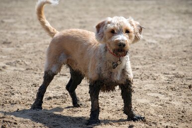 Почему собаки так любят валяться в грязи?