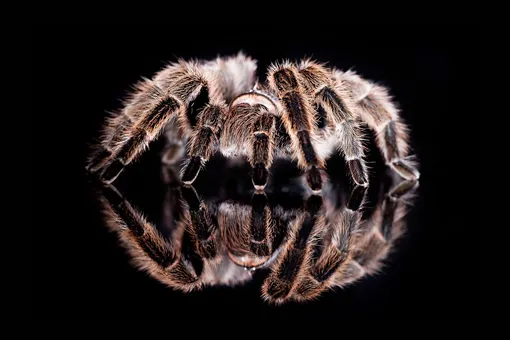 Мужчина завел дома 700 тарантулов: пауки помогают ему справиться с психическим расстройством