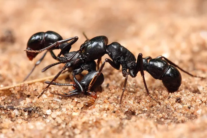 Муравьи владеют навыками навигации немногим хуже, чем пчёлы они способны отыскать дорогу в свой муравейник даже на расстоянии в несколько километров. В качестве основных сенсорных систем муравьи пользуются обонянием и осязанием. Также они переносят огромные грузы относительно собственной массы.