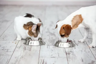 Как отреагируют кошки и собаки, если дать им корма друг друга?