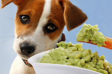 От какой еды собака может умереть: персики, шоколад и другие смертельно опасные для животных продукты