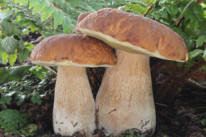 Россиянка нашла боровик весом в килограмм: посмотрите, как выглядит этот гриб-великан