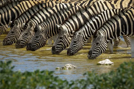 Зачем зебрам нужны полоски: маскировка ни при чем