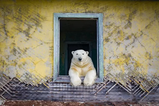 Необычные жильцы: посмотрите, как белые медведи живут в заброшенных советских постройках