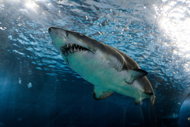 Почему акулы нападают на людей и где отдыхать опаснее всего?