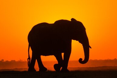 Сложный тест на внимательность и концентрацию: найдете на картинке слона?