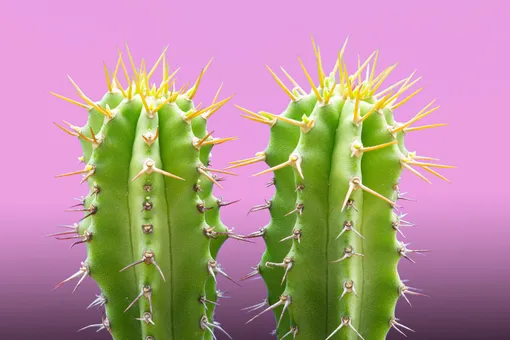 Как приготовить кактус: необычная диета для смельчаков, которые хотят быстро похудеть