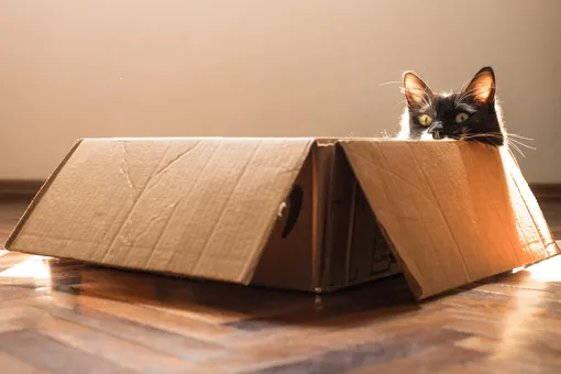 Откуда у котов берется желание залезть в коробку