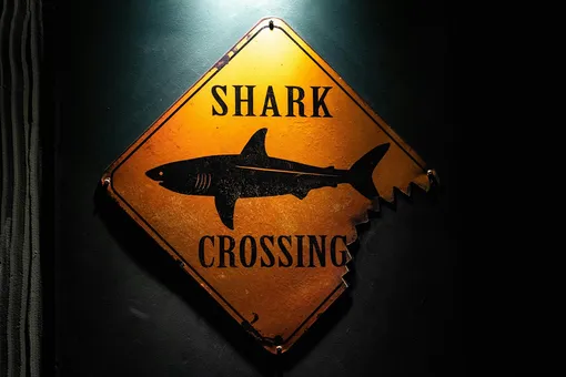 У берегов Хургады заметили акулу: одну из самых опасных для человека