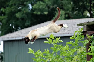 С какой максимальной высоты может прыгнуть кошка и остаться в живых?