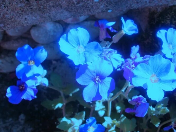 Ультрафиолетовое зрение не только помогает ориентироваться в темноте, но и позволяет насекомым-опылителям распознавать некоторые цветы, требующие 'обработки'. В ультрафиолете, например, неплохо видят пчёлы.