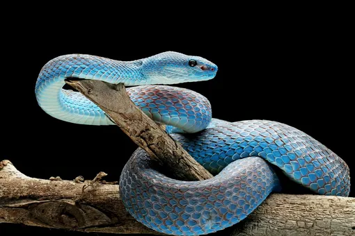 Как понять, что перед вами ползет не смертельно опасная змея