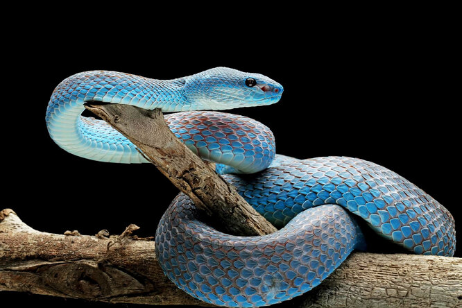 Как отличить ядовитую змею от неопасной для жизни