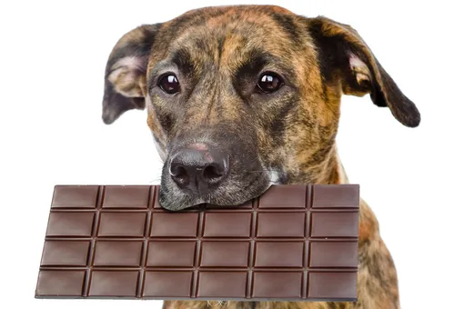 Почему нельзя кормить собак шоколадом