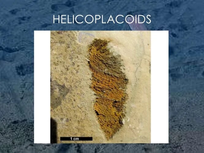 Геликоплакоиды жили около 525 миллионов лет назад и относились к одним из первых иглокожих. Эти небольшие создания не вырастали больше семи сантиметров, но были покрыты своеобразной защитой и могли растягиваться для передвижения. Вероятнее всего, геликоплакоиды жили в вертикальных грязевых норках и питались планктоном. Они вымерли сравнительно быстро   за 15 миллионов лет.  