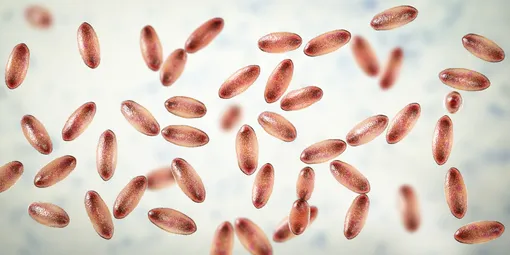 Возбудитель чумной инфекции — бактерия Yersinia pestis (чумная палочка)
