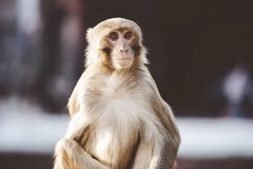 ВОЗ бьет тревогу — оспа обезьян уже в Европе: как определить болезнь?