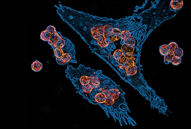 Человеческие клетки макрофаги (голубые) захватили клетки опухоли (оранжевые), которые перед этим пометили антителами, которые служат иммунным клеткам опознавательными знаками. Ученые работают над тем, чтобы закрепить антитела на раковых клетках.ALI ROGHANIAN, SONYA JAMES, GESSA SUGIYARTO, MARK CRAGG, JIANZHU CHEN