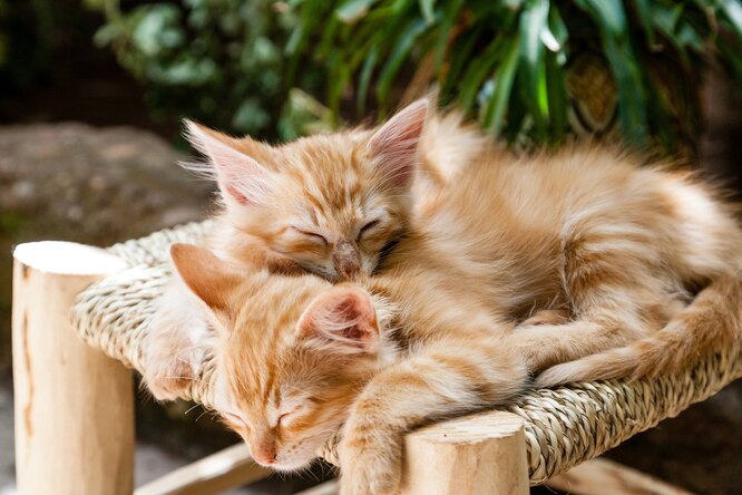 Котята спят Котята спят