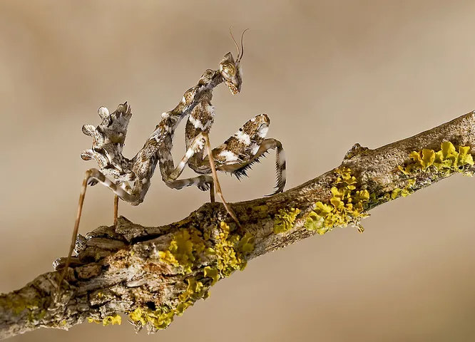 Blepharopsis mendica, чертополоховый богомол. Спокойные и неагрессивные, эти богомолы редко вступают в схватку с кем-то, больше их по размеру. Лишь пытаясь напугать врага, они принимают угрожающую позу, расправив крылья и демонстрируя яркие участки туловища.