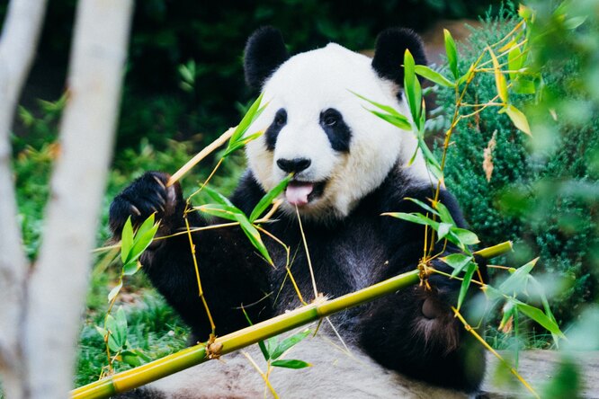 Акции ресторанов возле зоопарка Токио резко возросли — все из-за рождения близнецов у гигантской панды