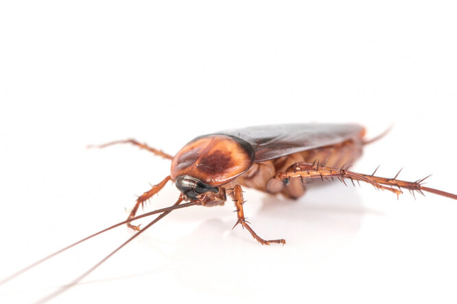 Как избавиться от тараканов при помощи ультразвука?