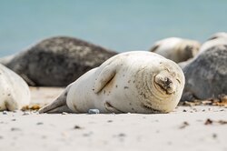 До 2500 мертвых тюленей выбросило на берег Каспийского моря: что произошло и кто виноват?