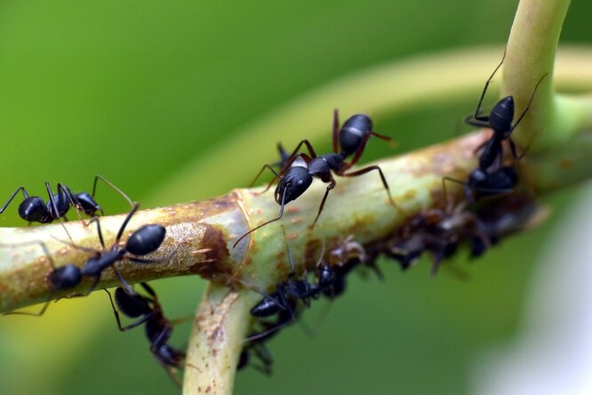 МРТ отдыхает: исследователи учат муравьев диагностике рака