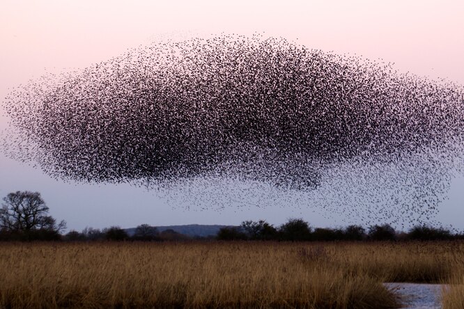 Численность птиц превысила количество людей на Земле в шесть раз