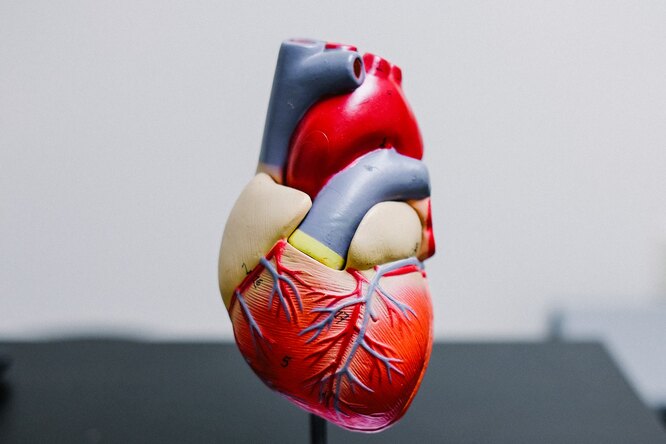 Привычки, которые снижают риск сердечно-сосудистых заболеваний