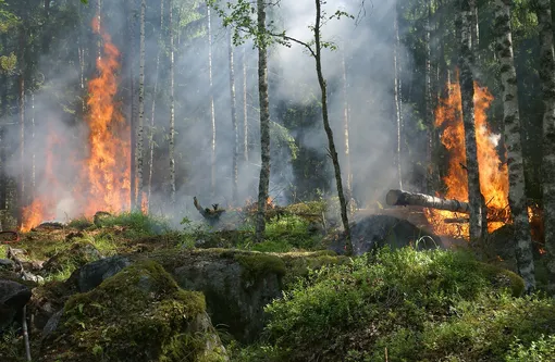 Черный углерод может образоваться в результате лесных пожаров
