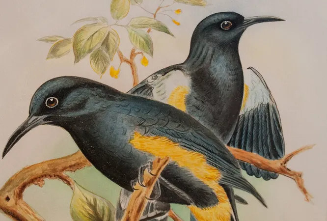 Мохо небольшие певчие птички из семейства гавайских медососов. В общем-то, вымерло всё семейство, но мохо запомнились сильнее всего. Последний их представитель погиб в 1934 году.