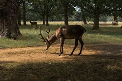 5 самых смешных фотографий диких животных: сделайте паузу в работе