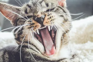 Зачем люди зевают и почему это заразительно?