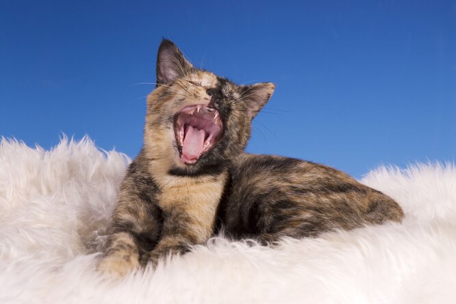 Преданные компаньоны