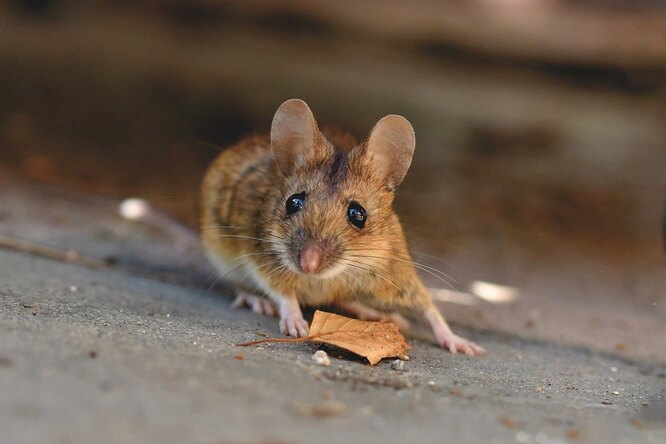 Доказано, что мыши умеют сортировать информацию
