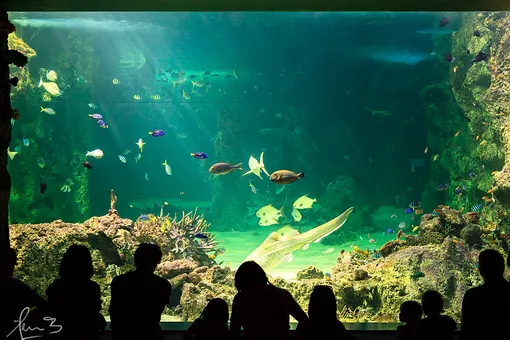 Океанариум Sea Life Sydney Aquarium состоит из 14 тематических зон. Среди них: «Юрские моря», «Дискавери Рокпул», «Акулья прогулка» и крупнейшая в мире экспозиция о Большом Барьерном рифе.