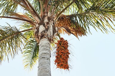 Как мы чуть было не потеряли пальмовое масло и почему не стоит его бояться в принципе