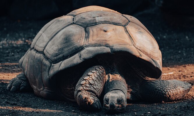 Родственники вымерших черепах с Маврикия сохранились на Галапагосских островах.