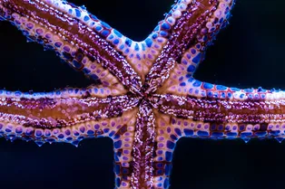 Почему у морских звезд именно такая форма тела?