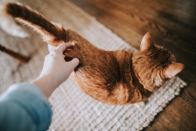Зачем кошкам хвост? Зачем кошкам хвост?