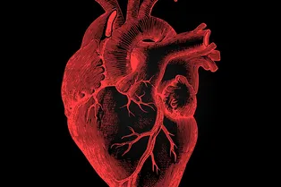 Какую роль играют трабекулы — узоры на сердце человека?