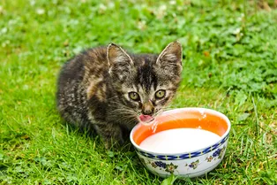 Можно ли кормить кошек молоком?